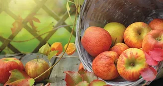 Fête du cidre