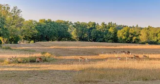 Gite "Les Ribières" à Les Cars en Haute-Vienne (Nouvelle Aquitaine) - Parc à Daims_23 Gite "Les Ribières" à Les Cars en Haute-Vienne (Nouvelle Aquitaine) - Parc à Daims_23