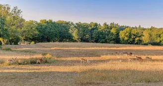 Gite "Les Ribières" à Les Cars en Haute-Vienne (Nouvelle Aquitaine) - Parc à Daims_23
