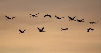 Grues cendrées Grues cendrées